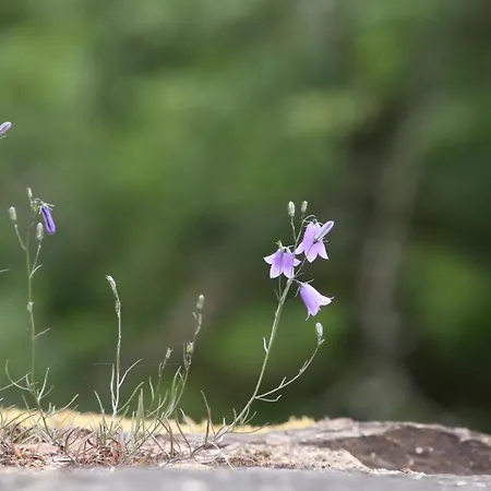 אתר קמפינג Gringlee *