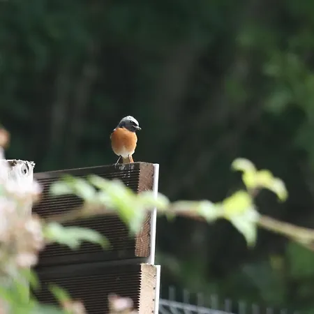 Gringlee אתר קמפינג